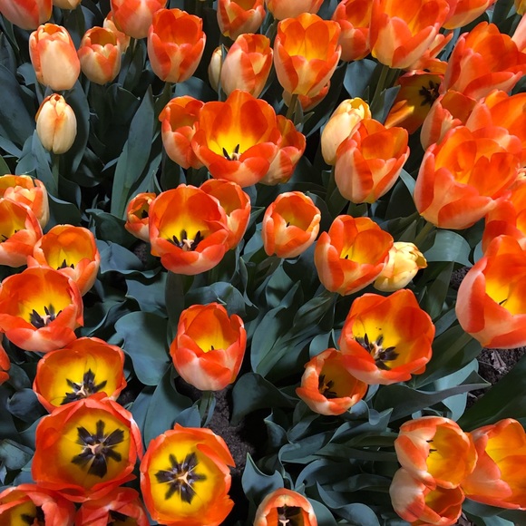 Meet your Posher, Janet - Picture 1 of 1